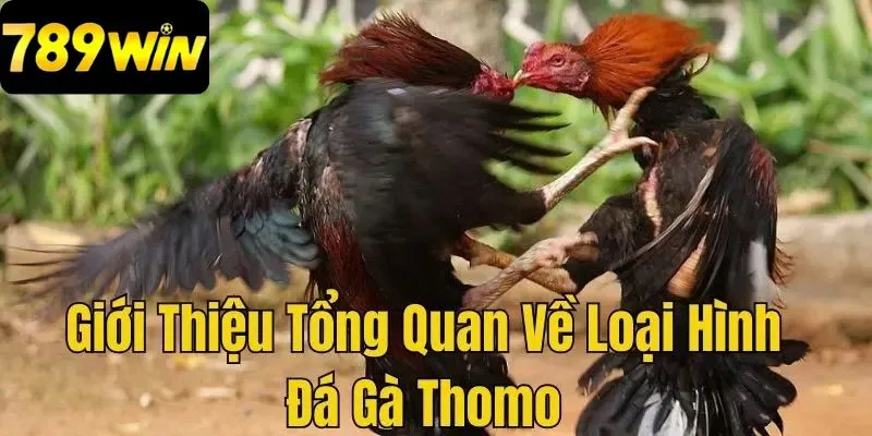 Đá gà Thomo tại 789win – Giới thiệu tổng quan về loại hình này