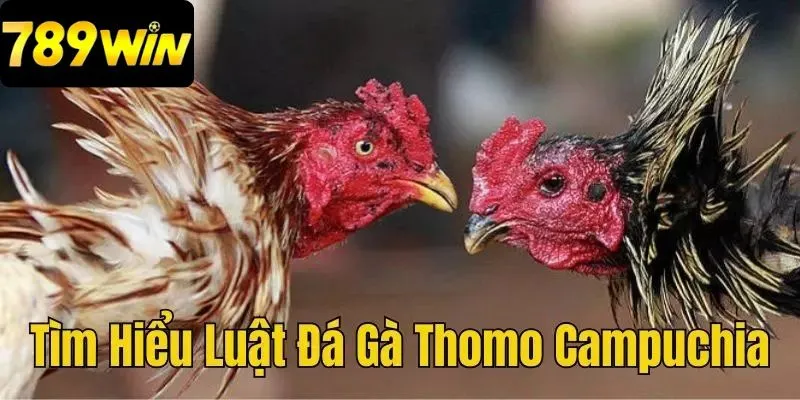 Tìm hiểu luật chọi gà Thomo Campuchia hấp dẫn