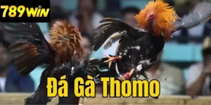 Đá gà thomo